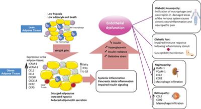 Dysregulation of Leukocyte Trafficking in Type 2 Diabetes: Mechanisms and Potential Therapeutic Avenues